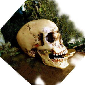 Schädel, anatomisch lebensecht, Totenkopf, Totenschädel + Unterkiefer, Gothik